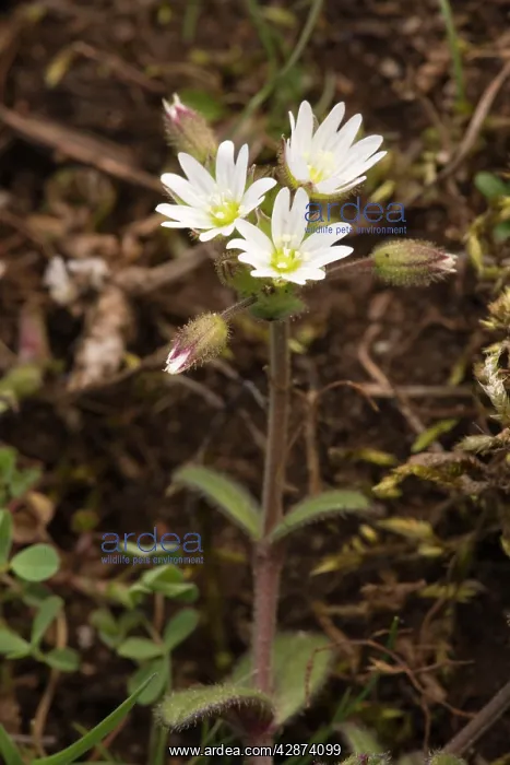 : Dwarf mouse ear / Curtis's mouse-ear on limestone : Dwarf mouse ear / Curtis's mouse-ear on limestone