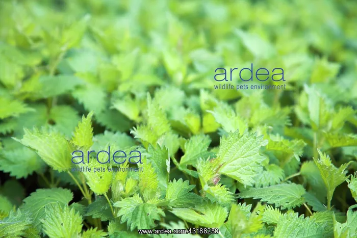 : Dwarf Nettle : Dwarf Nettle