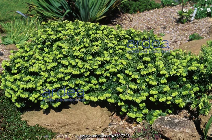 : Dwarf Ornamental Spruce : Dwarf Ornamental Spruce