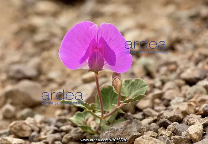 : Dwarf Patch-forming Magenta Pea at 3000m Pontic Alps, Turkey : Dwarf Patch-forming Magenta Pea at 3000m Pontic Alps, Turkey