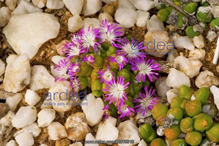 : Dwarf Pebble Flower : Dwarf Pebble Flower
