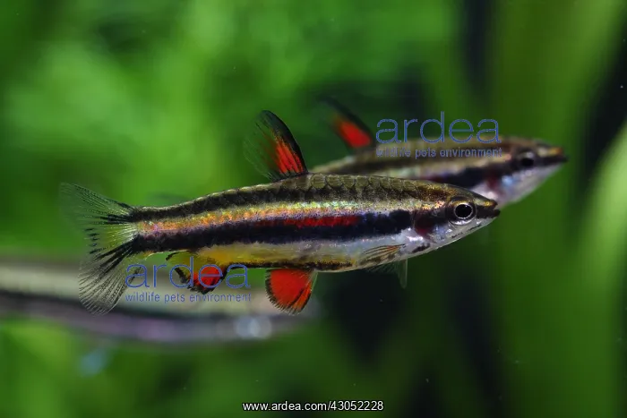 : Dwarf pencilfish paradise between male : Dwarf pencilfish paradise between male