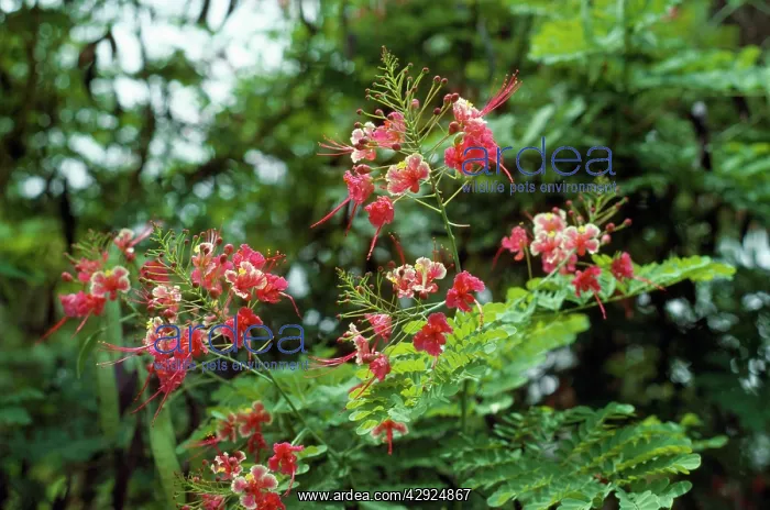 : Dwarf Poinciana / Pride of Barbados : Dwarf Poinciana / Pride of Barbados