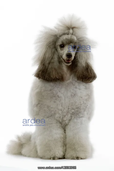  : Dwarf Poodle - sitting