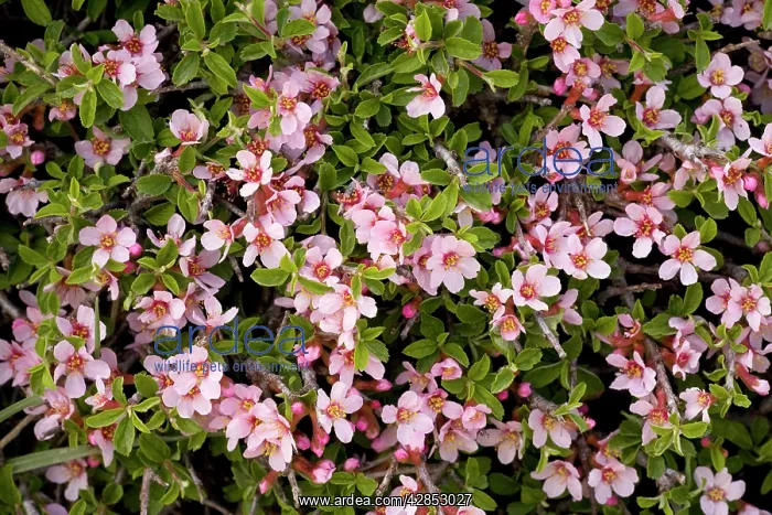 : A dwarf prostrate wild plum : A dwarf prostrate wild plum