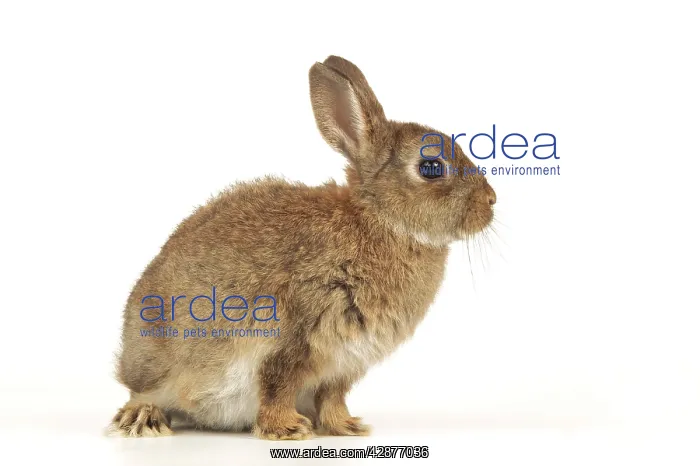  : Dwarf RABBIT