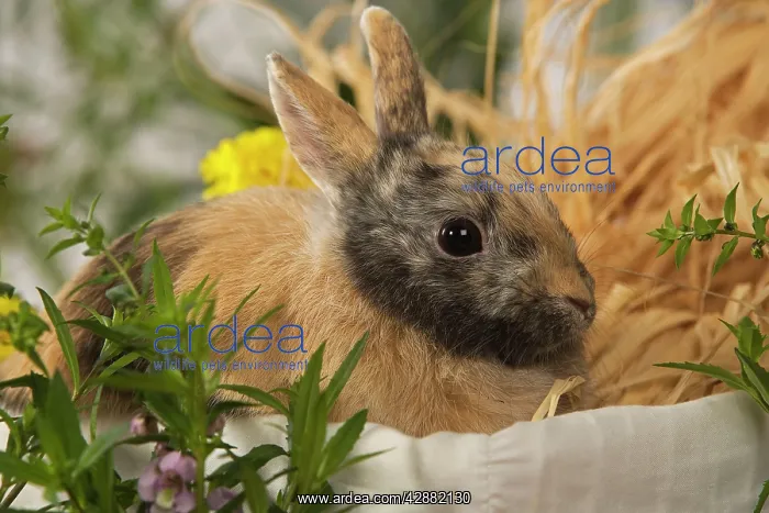  : Dwarf Rabbit