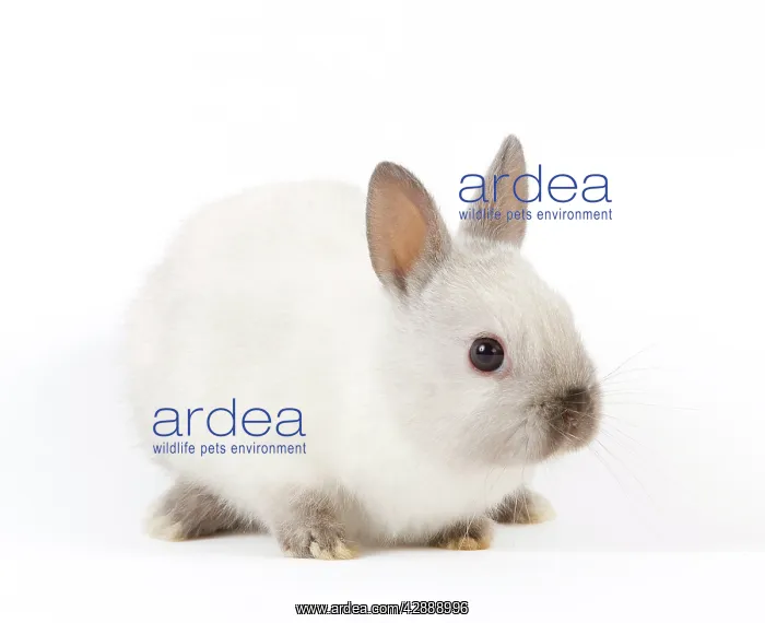  : Dwarf Rabbit