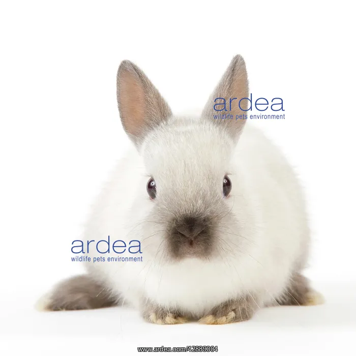  : Dwarf Rabbit