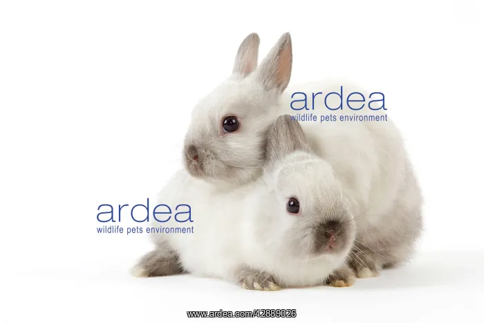 : Dwarf Rabbit : Dwarf Rabbit
