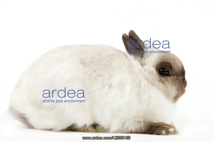  : Dwarf Rabbit