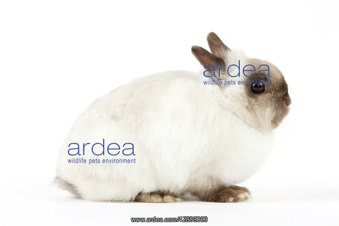  : Dwarf Rabbit