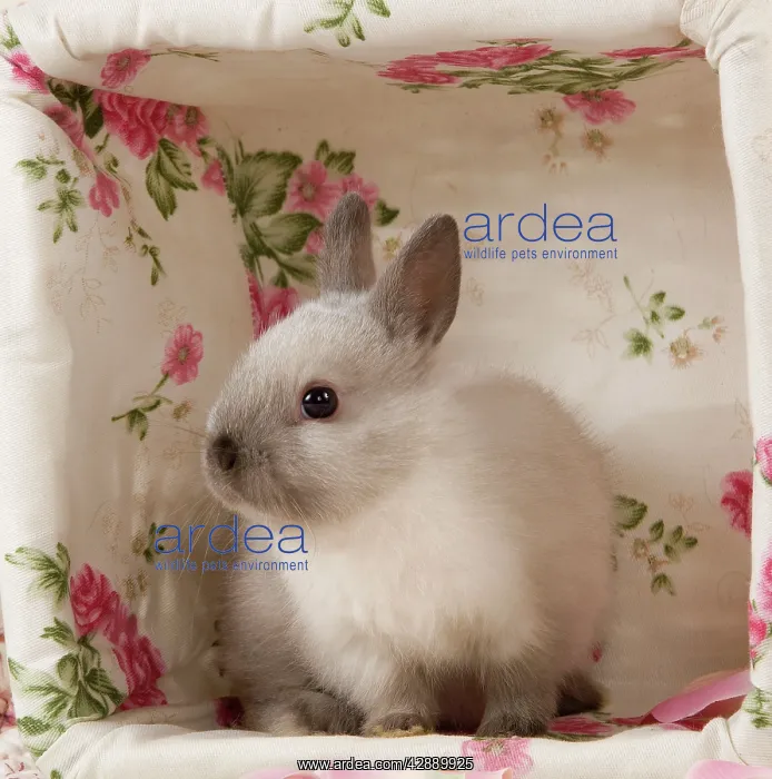  : Dwarf Rabbit