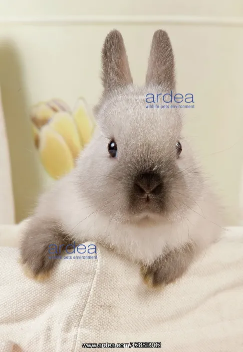  : Dwarf Rabbit