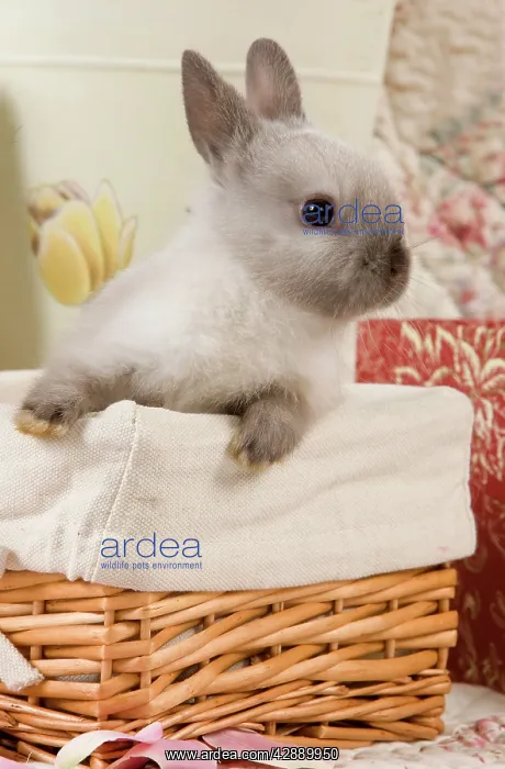  : Dwarf Rabbit