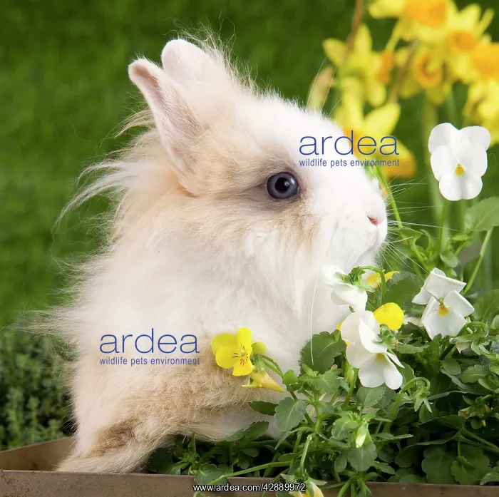  : Dwarf Rabbit