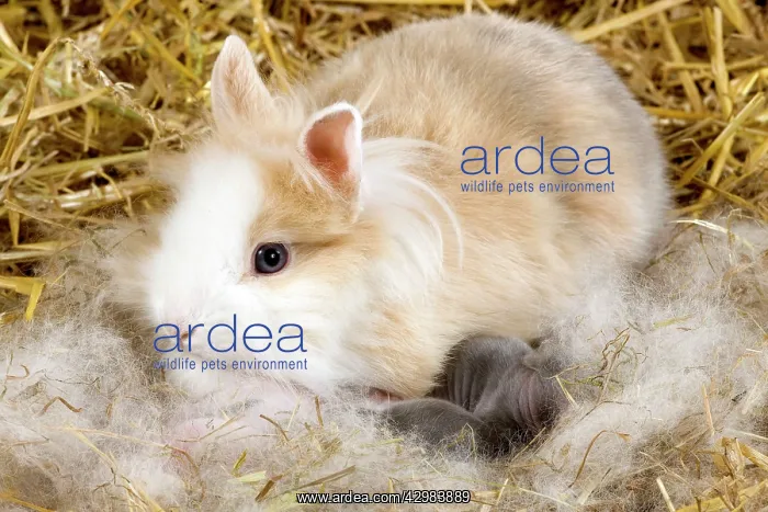  : Dwarf Rabbit
