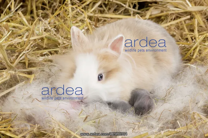  : Dwarf Rabbit