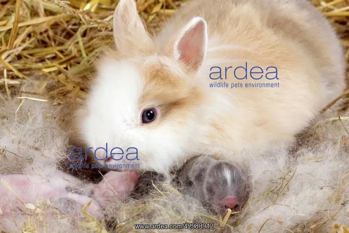  : Dwarf Rabbit