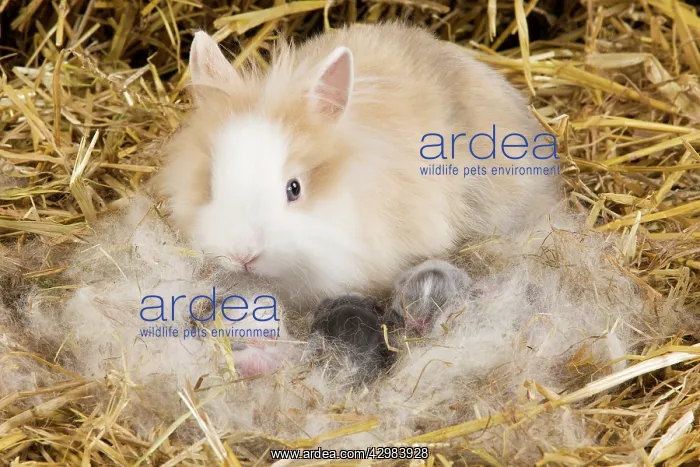  : Dwarf Rabbit