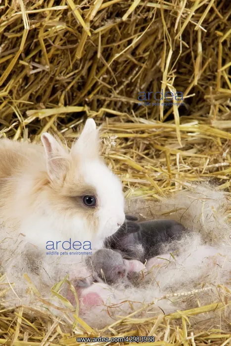 : Dwarf Rabbit