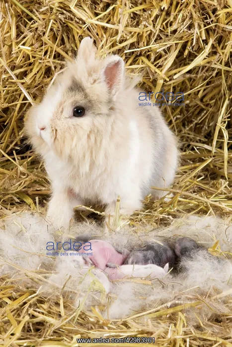  : Dwarf Rabbit