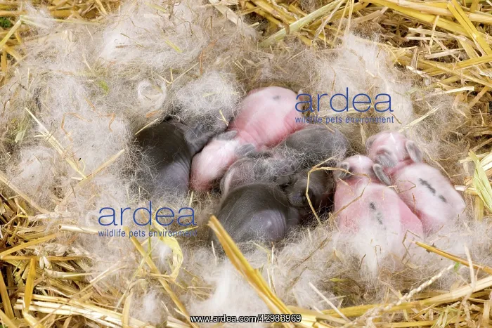  : Dwarf Rabbit