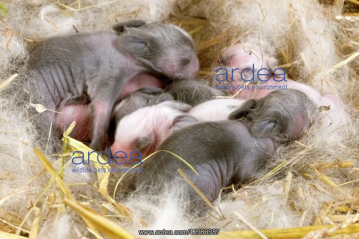  : Dwarf Rabbit