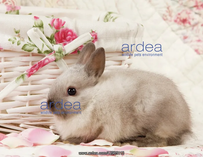  : Dwarf Rabbit