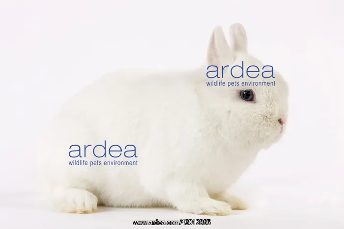 : Dwarf Rabbit : Dwarf Rabbit