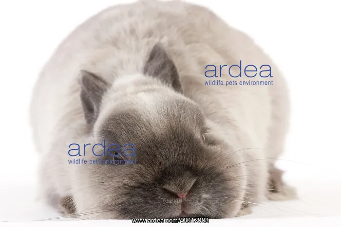 : Dwarf Rabbit : Dwarf Rabbit