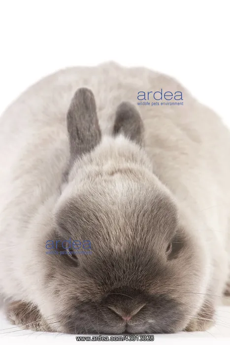 : Dwarf Rabbit : Dwarf Rabbit