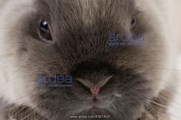 : Dwarf Rabbit : Dwarf Rabbit