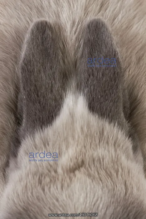 : Dwarf Rabbit : Dwarf Rabbit