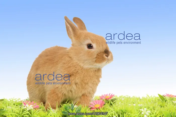 : Dwarf Rabbit - with flowers : Dwarf Rabbit - with flowers