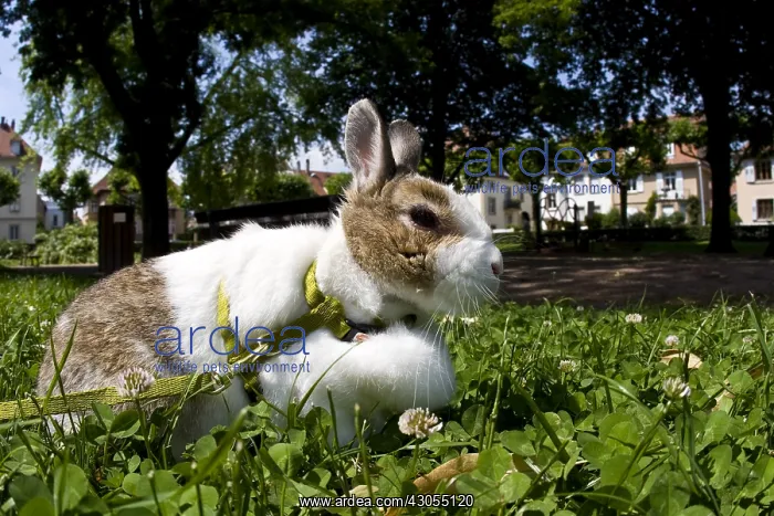  : Dwarf rabbit on a lead on a walk in a park