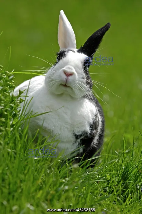 : Dwarf Rabbit on a meadow : Dwarf Rabbit on a meadow