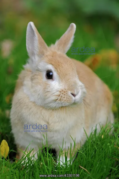 : Dwarf rabbit in the meadow : Dwarf rabbit in the meadow