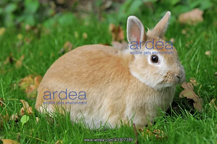 : Dwarf rabbit on a meadow : Dwarf rabbit on a meadow