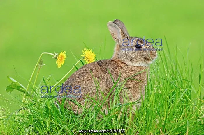 : Dwarf Rabbit (Oryctolagus cuniculus forma domestica) : Dwarf Rabbit (Oryctolagus cuniculus forma domestica)