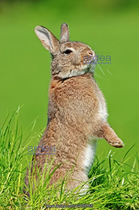 : Dwarf Rabbit (Oryctolagus cuniculus forma domestica) : Dwarf Rabbit (Oryctolagus cuniculus forma domestica)