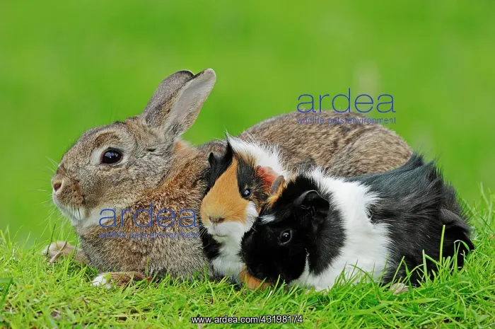 : Dwarf Rabbit (Oryctolagus cuniculus forma domestica) : Dwarf Rabbit (Oryctolagus cuniculus forma domestica)