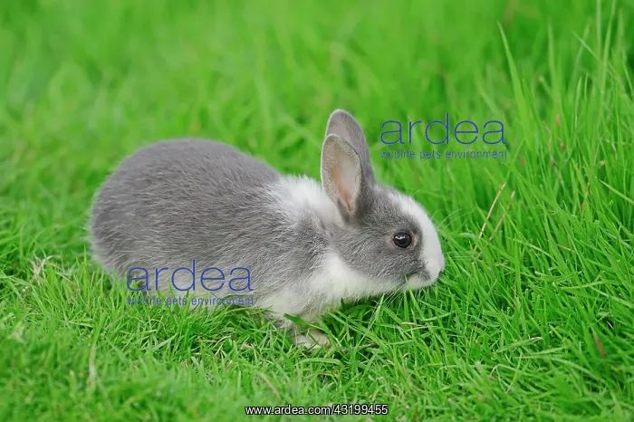 : Dwarf Rabbit (Oryctolagus cuniculus forma domestica) : Dwarf Rabbit (Oryctolagus cuniculus forma domestica)