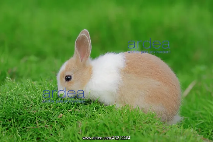 : Dwarf Rabbit (Oryctolagus cuniculus forma domestica) : Dwarf Rabbit (Oryctolagus cuniculus forma domestica)