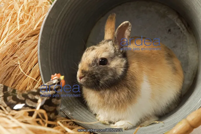 : Dwarf Rabbit - sheltering in metal bucket : Dwarf Rabbit - sheltering in metal bucket