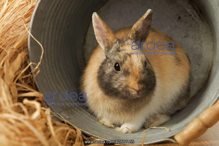 : Dwarf Rabbit - sheltering in metal bucket : Dwarf Rabbit - sheltering in metal bucket
