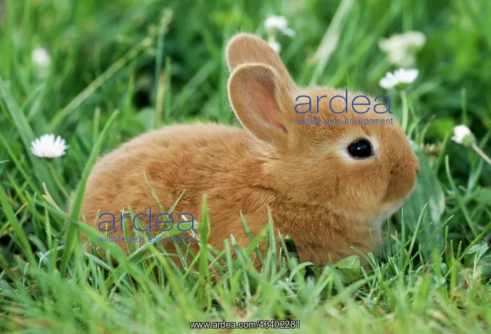  : DWARF RABBIT - sits in grass