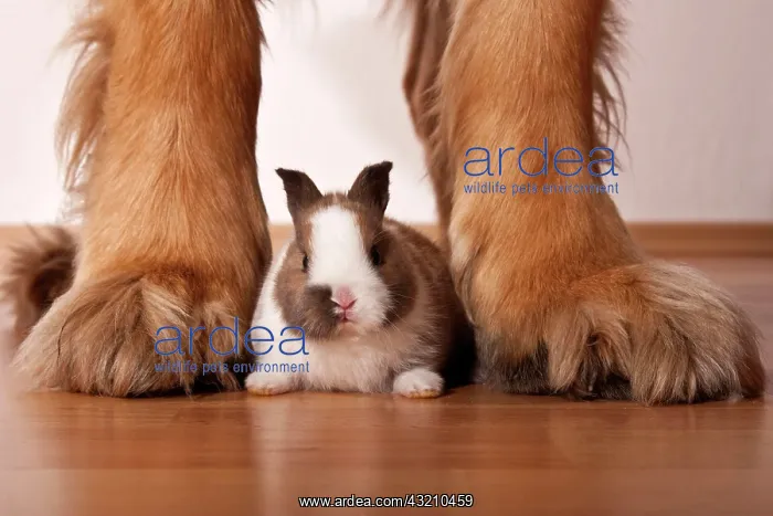 : Dwarf rabbit sitting between the legs of a large : Dwarf rabbit sitting between the legs of a large