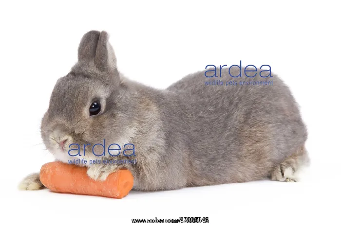  : Dwarf Rabbit - in studio