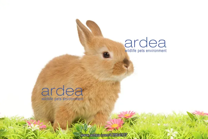  : Dwarf Rabbit - in studio with flowers
